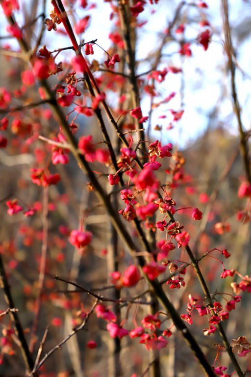 Automne Jouxtens-Mézery