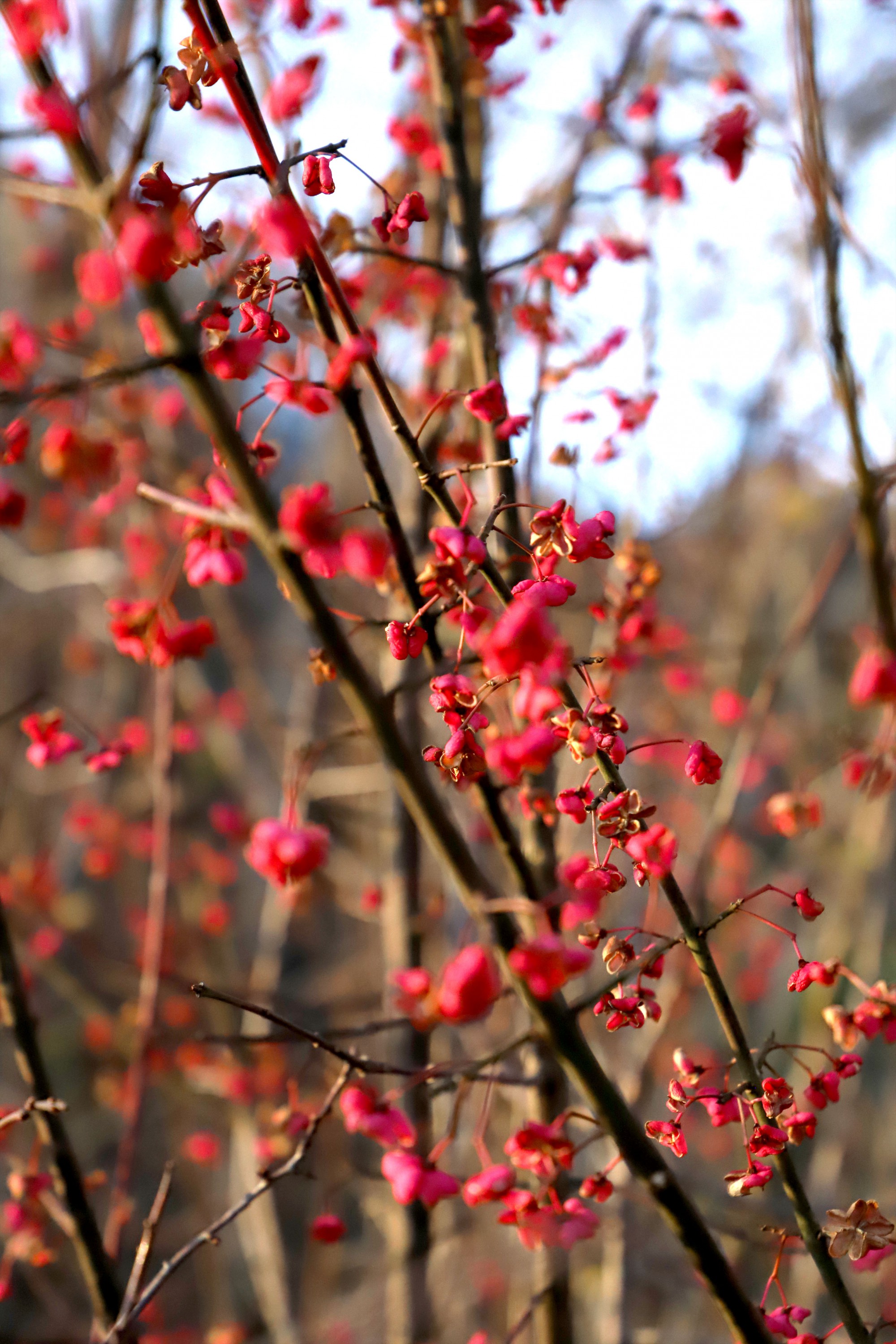 Couverture automne Jouxtens-Mézery
